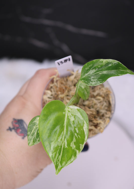 Monstera Bulbasaur