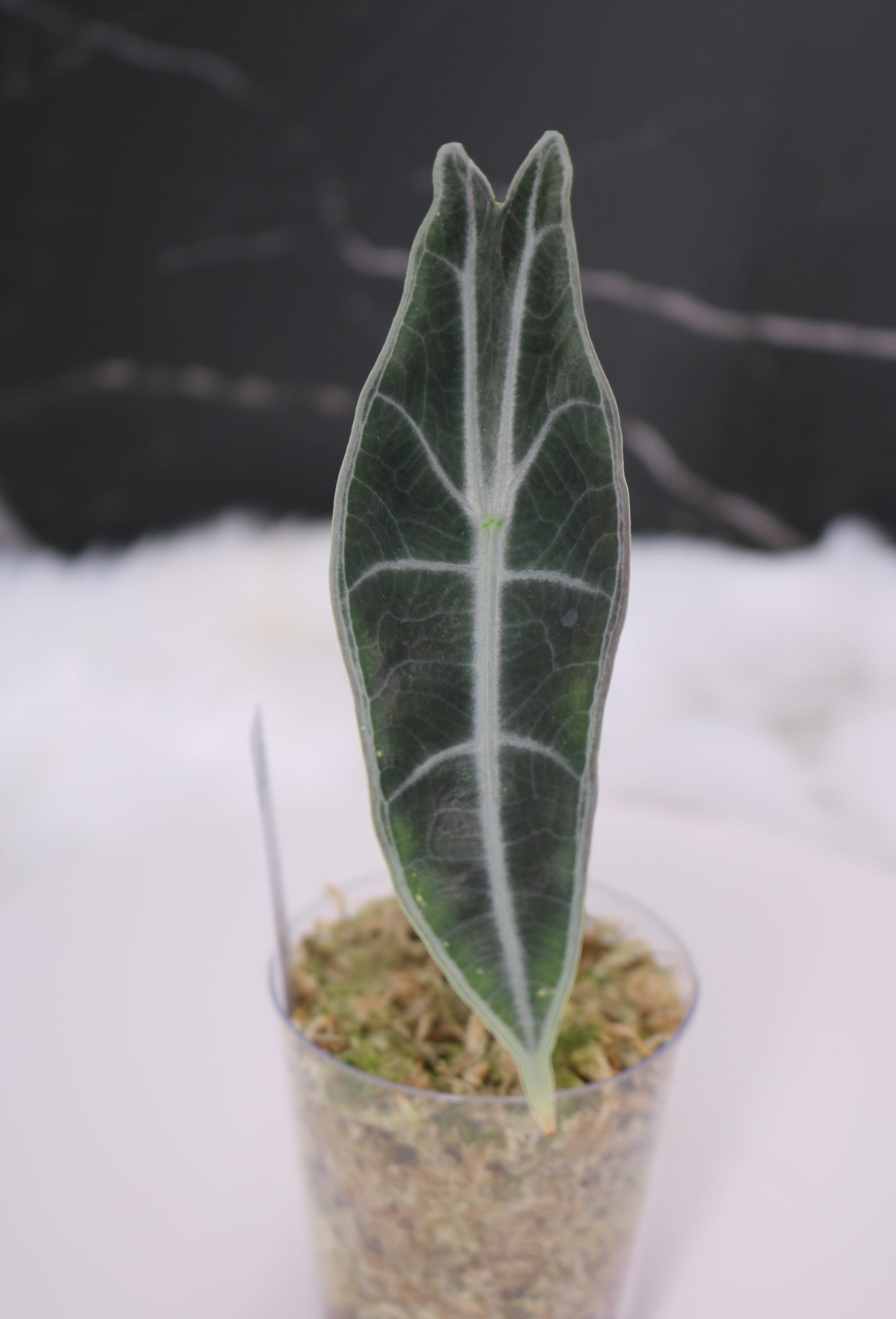 Alocasia Denudata 'Purple' Longiloba
