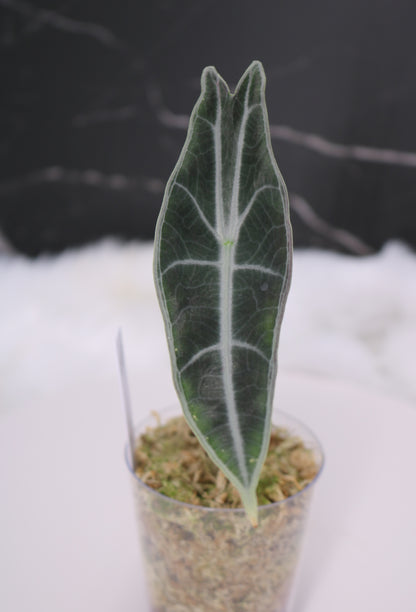 Alocasia Denudata 'Purple' Longiloba