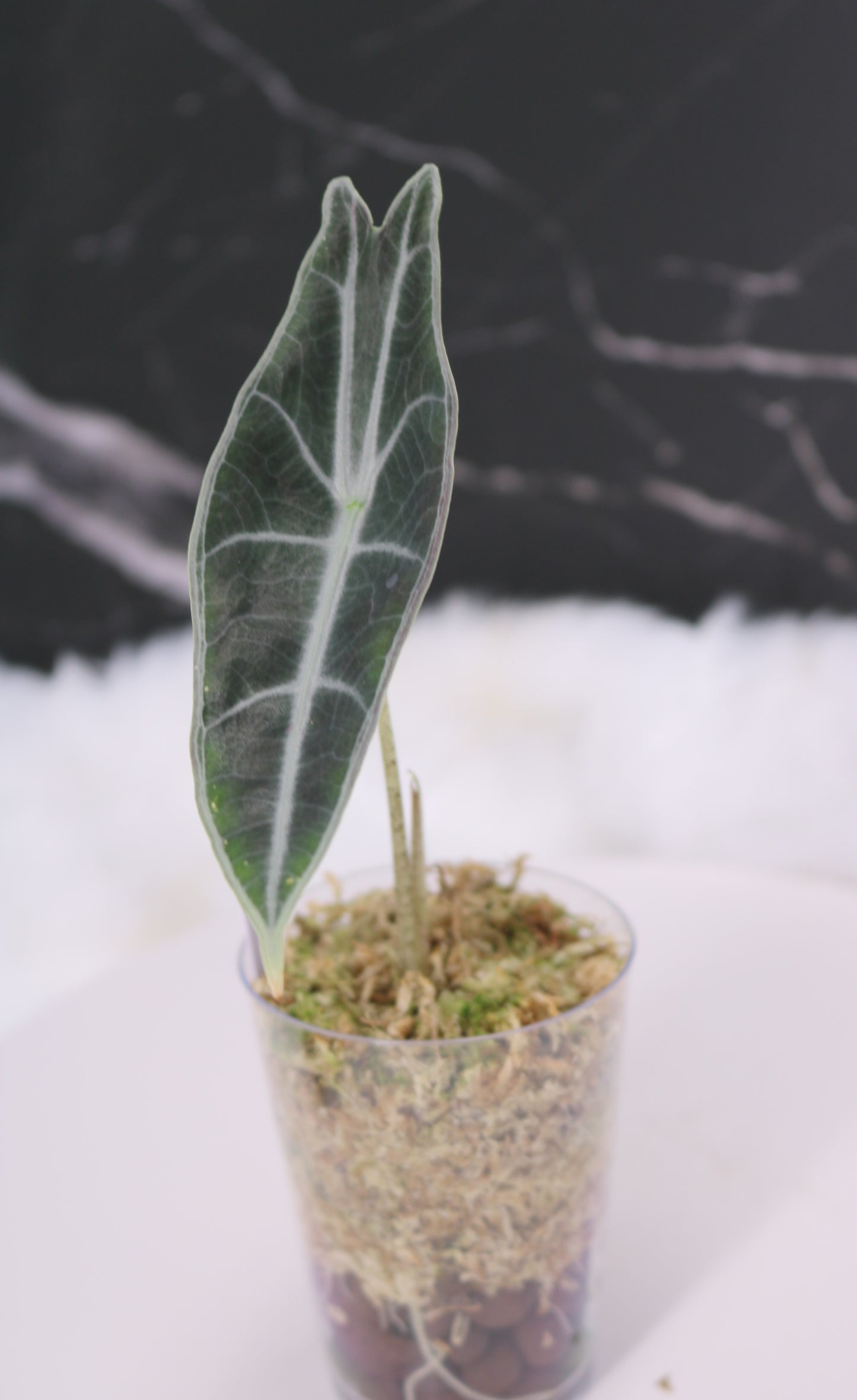 Alocasia Denudata 'Purple' Longiloba