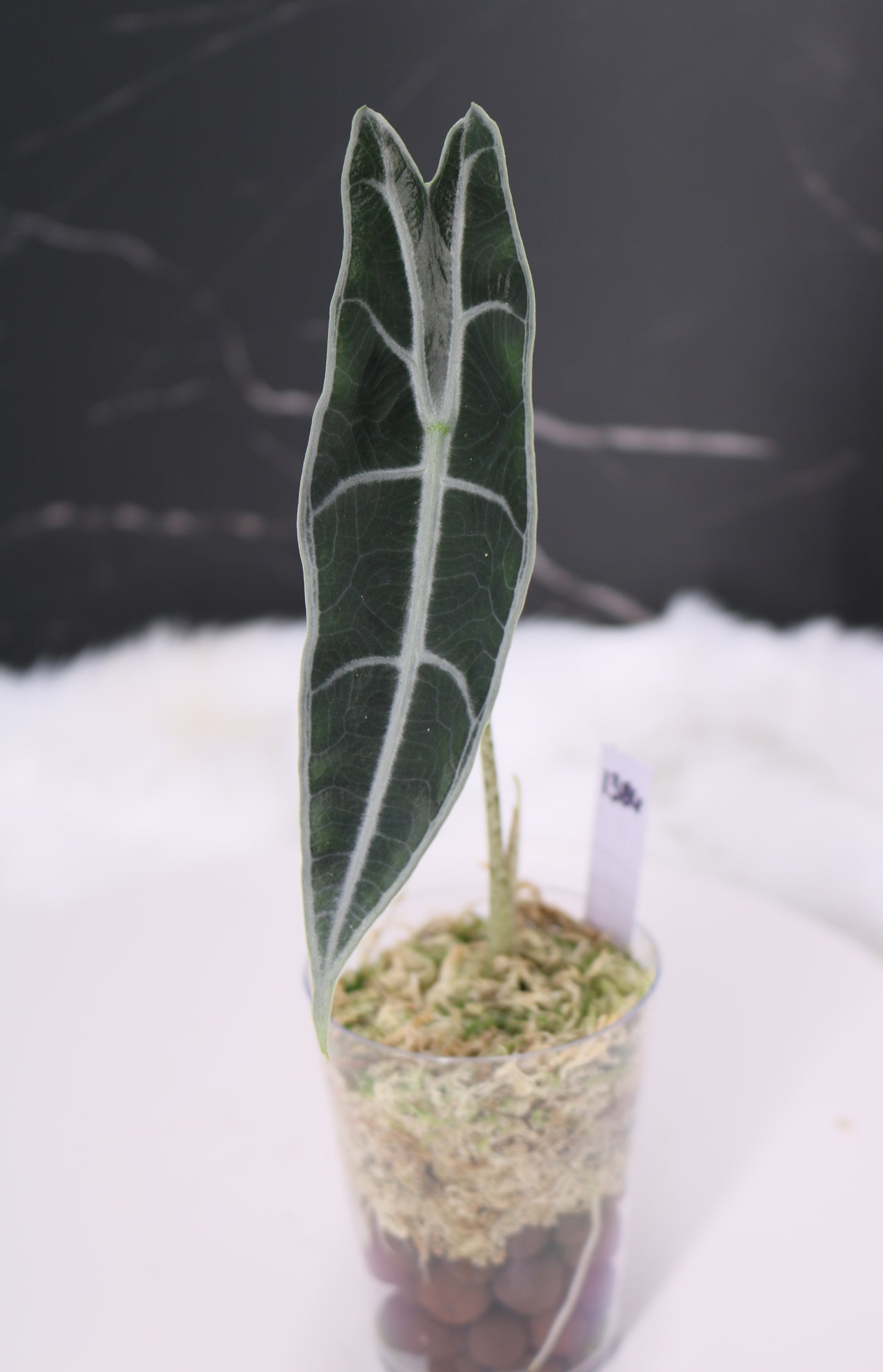 Alocasia Denudata 'Purple' Longiloba