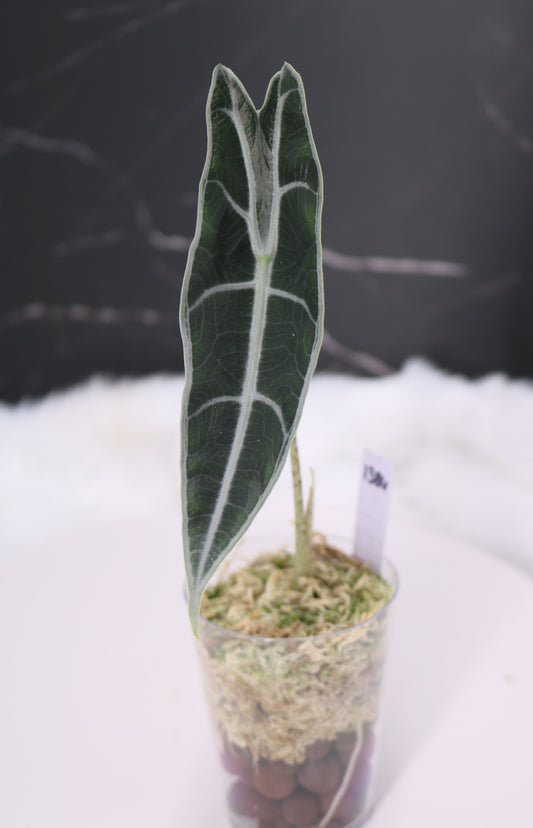 Alocasia Denudata 'Purple' Longiloba