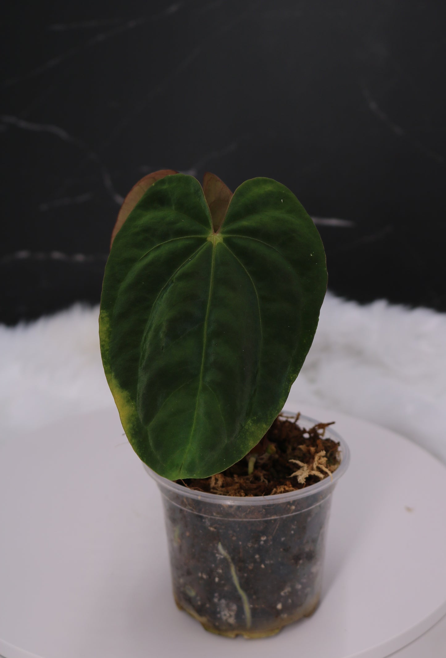 Anthurium RA5 x Tezula Hot Chocolate