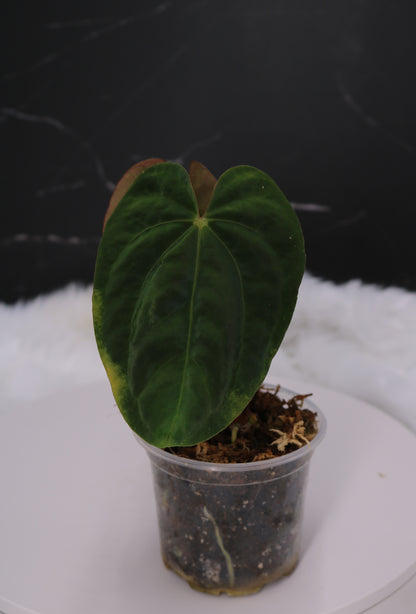Anthurium RA5 x Tezula Hot Chocolate