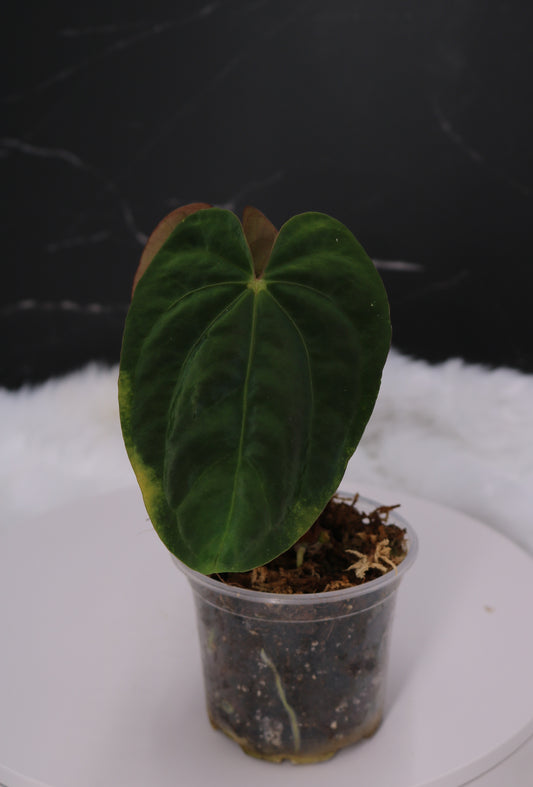 Anthurium RA5 x Tezula Hot Chocolate