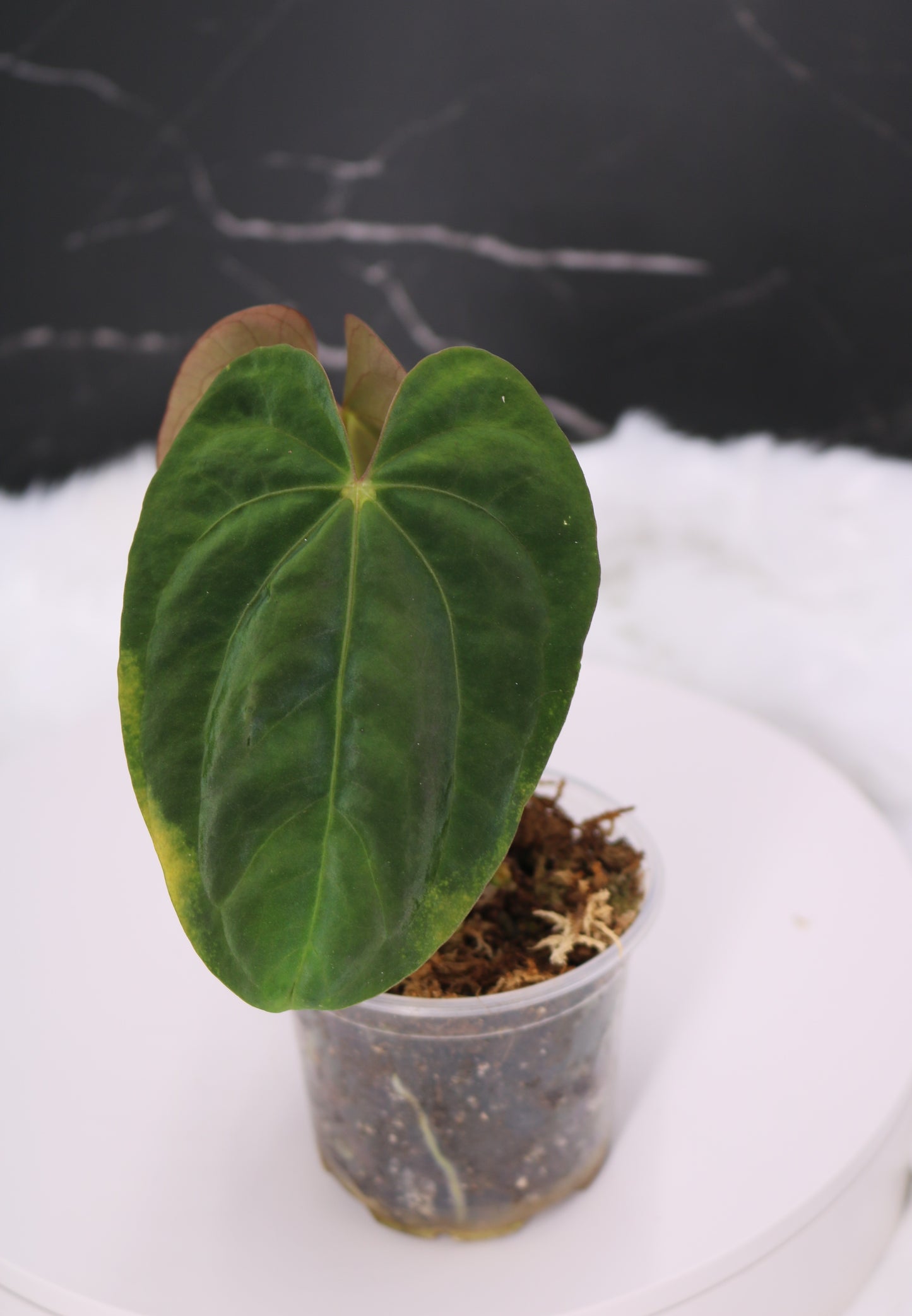 Anthurium RA5 x Tezula Hot Chocolate