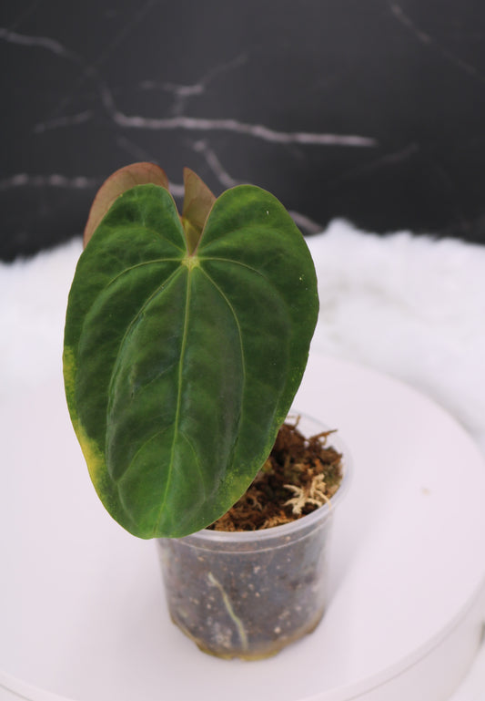 Anthurium RA5 x Tezula Hot Chocolate
