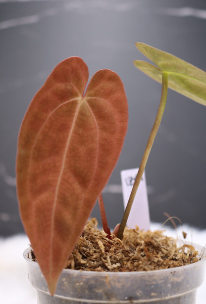 Anthurium RA5 x Tezula Hot Chocolate