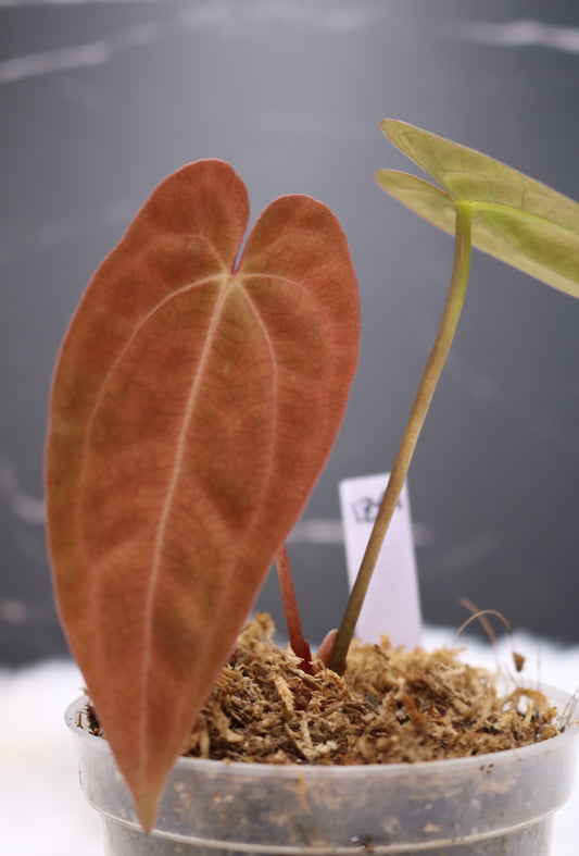 Anthurium RA5 x Tezula Hot Chocolate