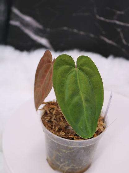 Anthurium RA5 x Tezula Hot Chocolate