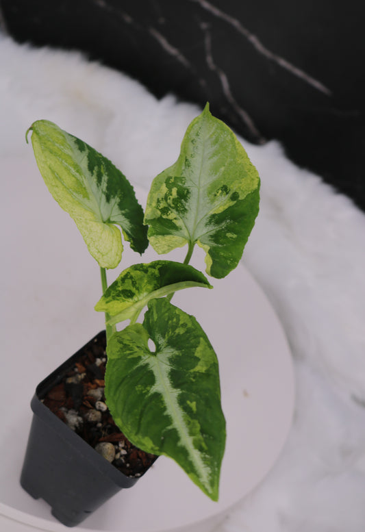 Syngonium Scrambled Eggs