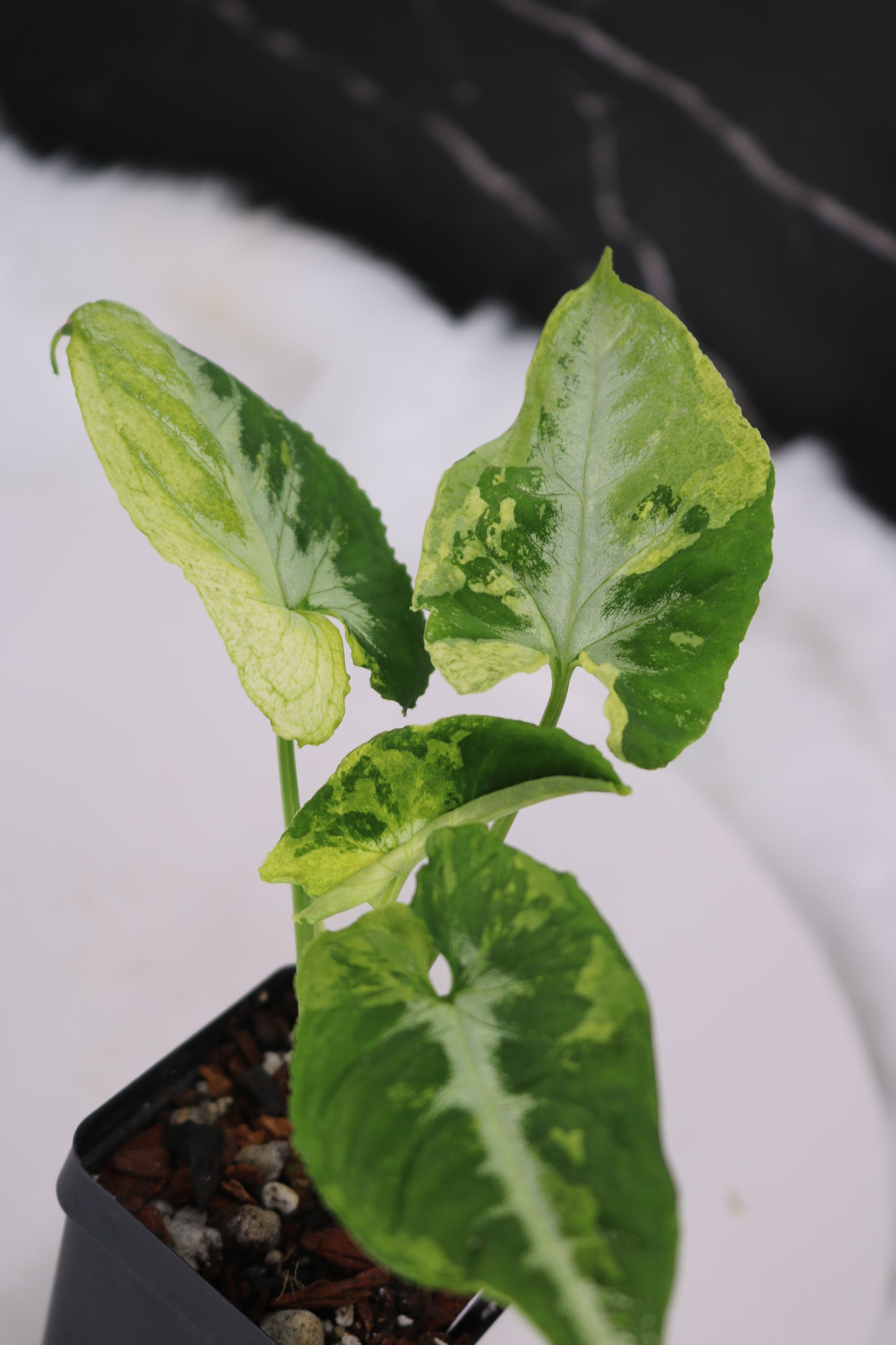 Syngonium Scrambled Eggs