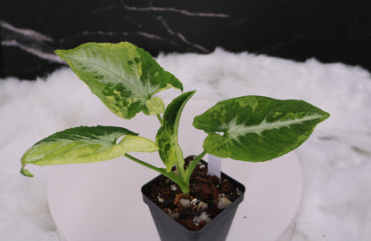 Syngonium Scrambled Eggs
