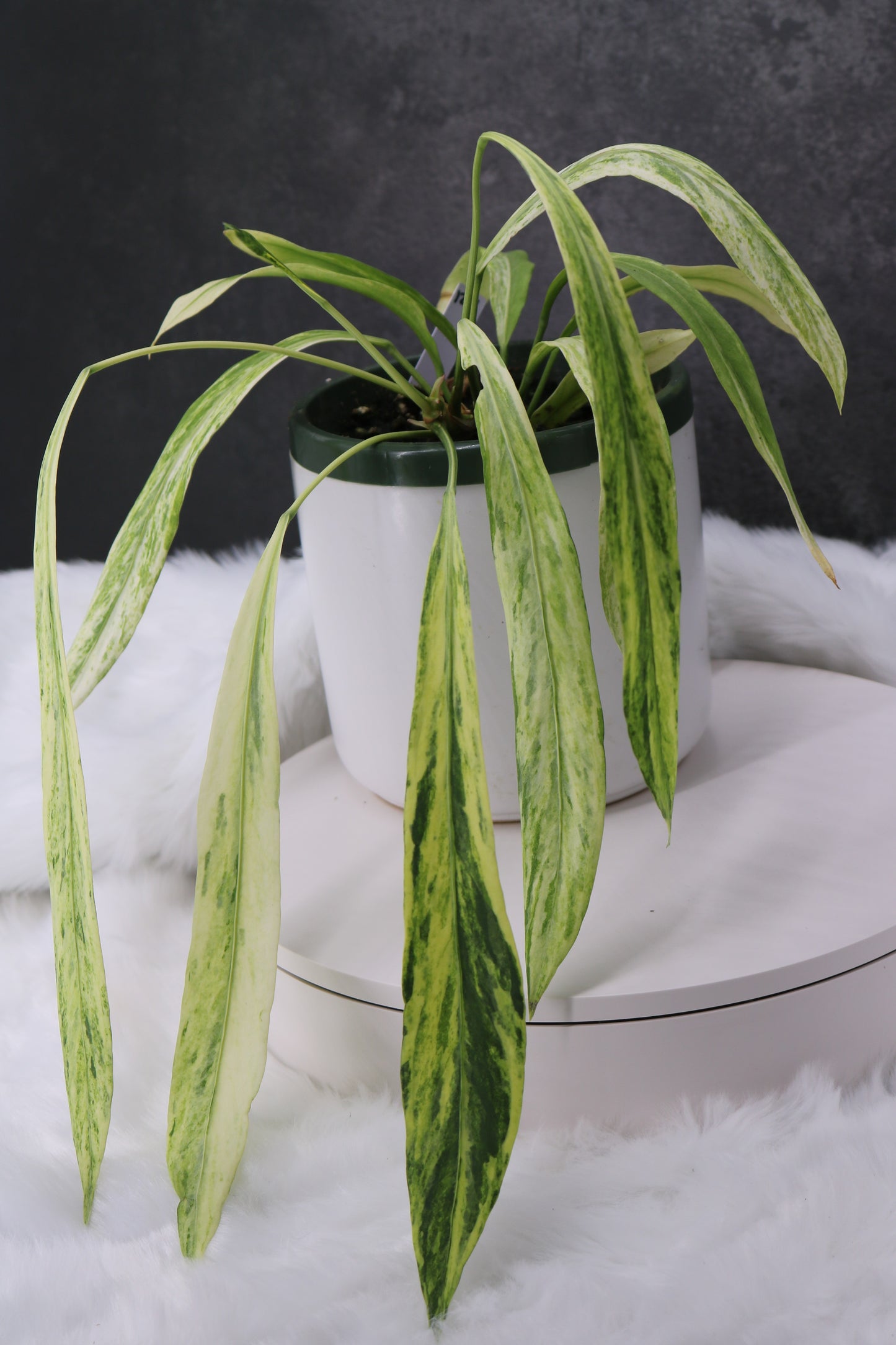 Anthurium Vittafolium Variegated
