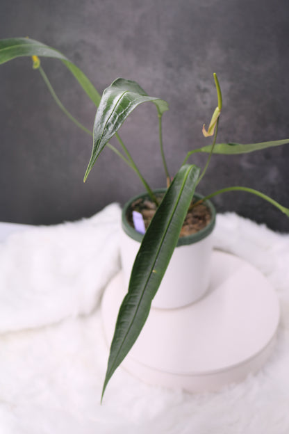 Anthurium Fornicifolium
