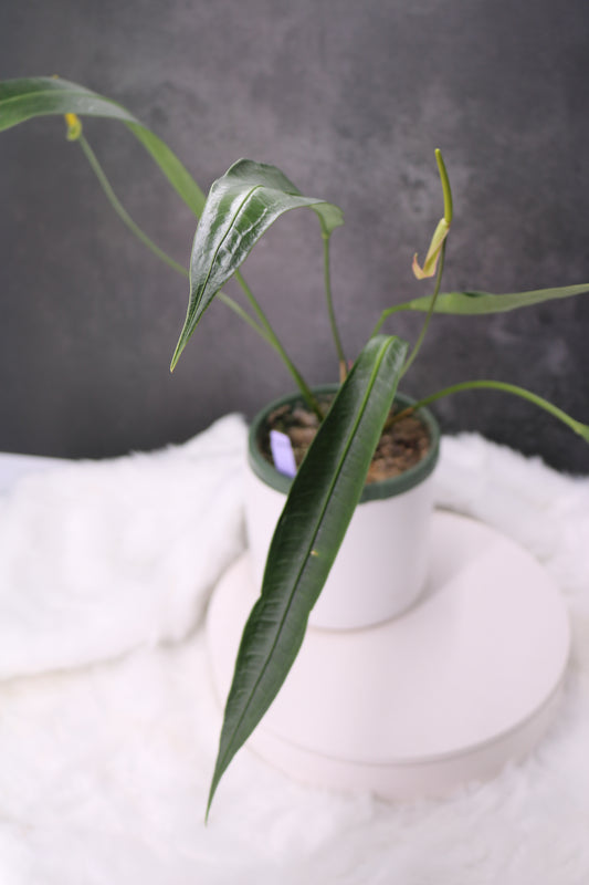 Anthurium Fornicifolium
