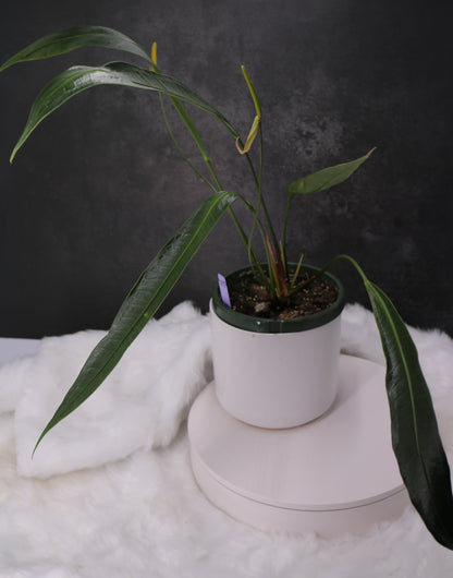 Anthurium Fornicifolium