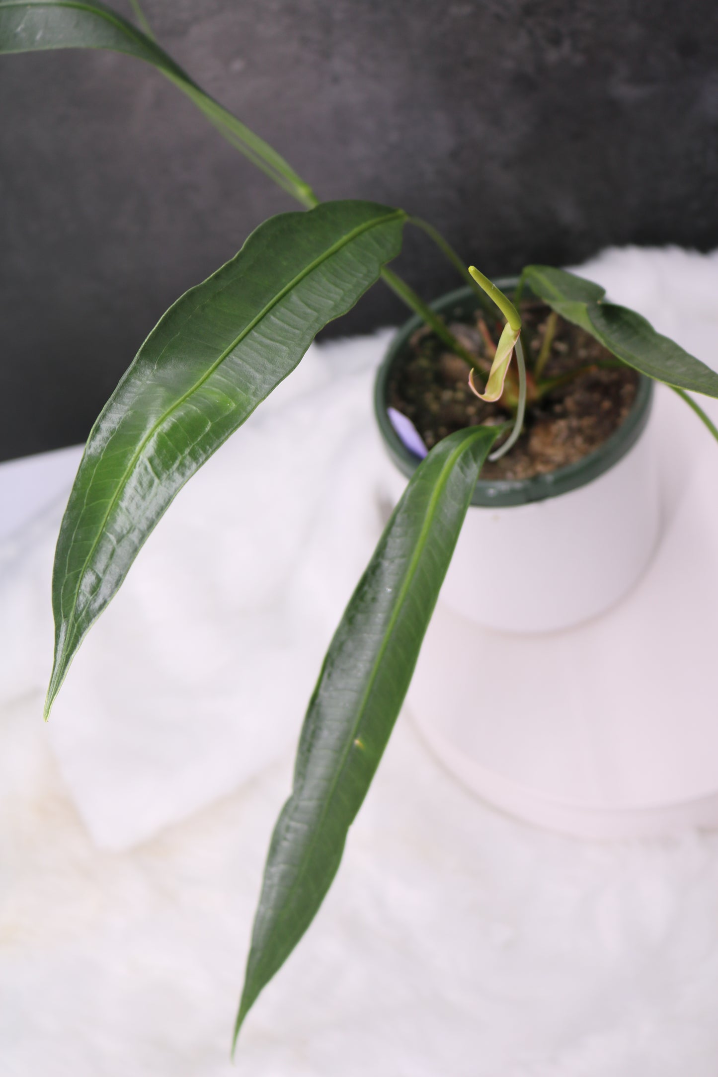 Anthurium Fornicifolium