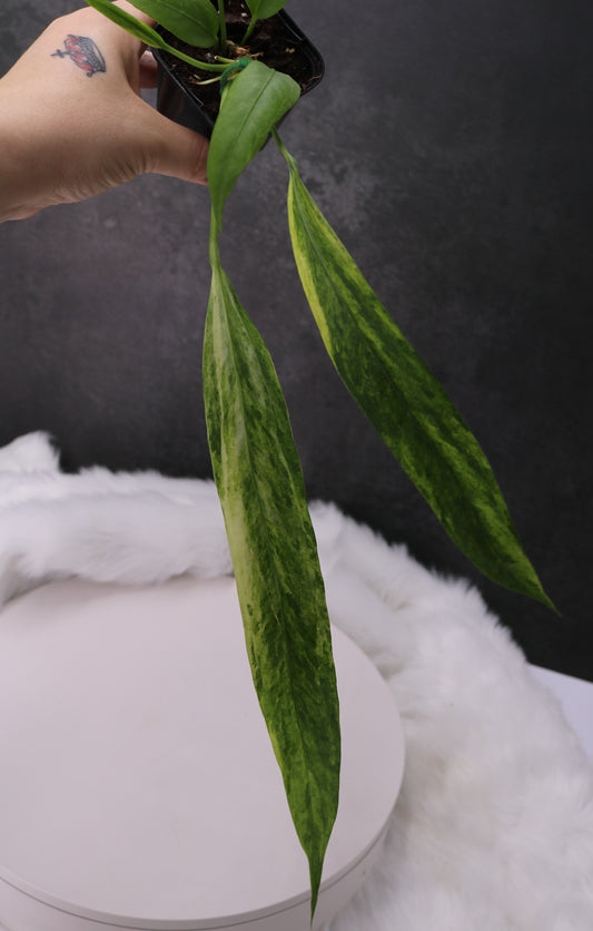 Anthurium Vittafolium Variegated