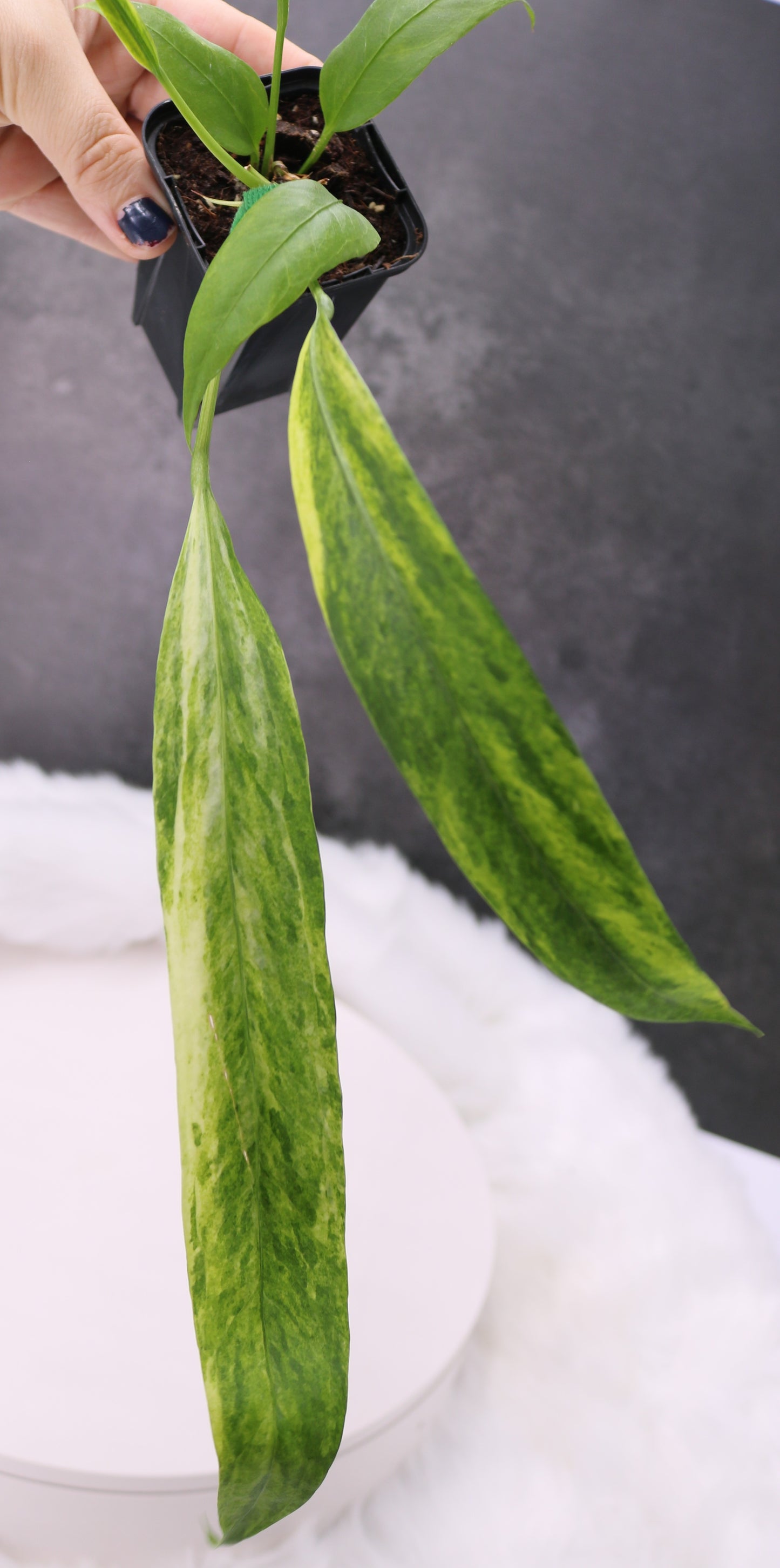 Anthurium Vittafolium Variegated