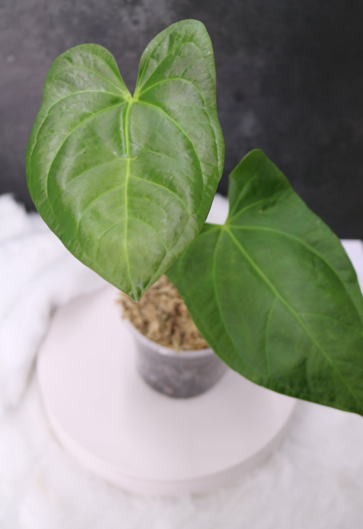 Anthurium SKG Grey x Pinkleyi