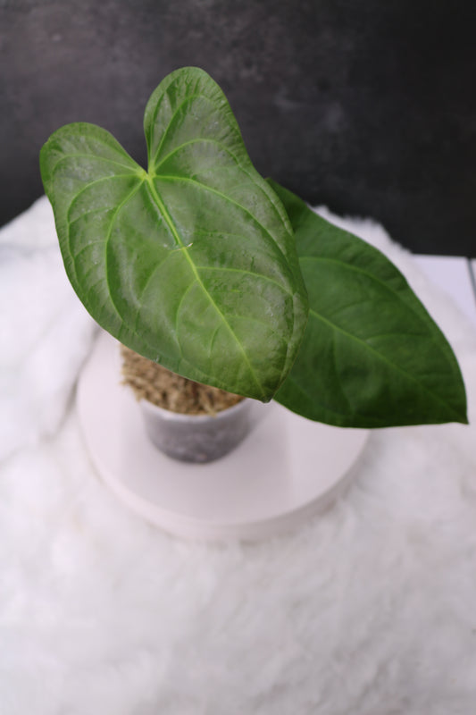 Anthurium SKG Grey x Pinkleyi