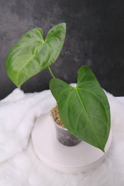 Anthurium SKG Grey x Pinkleyi