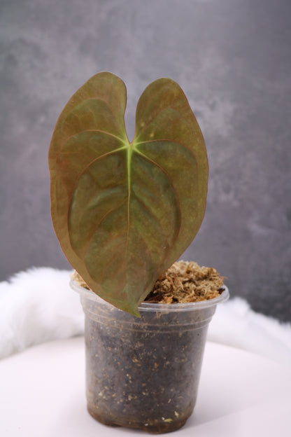 Anthurium Papillilaminum