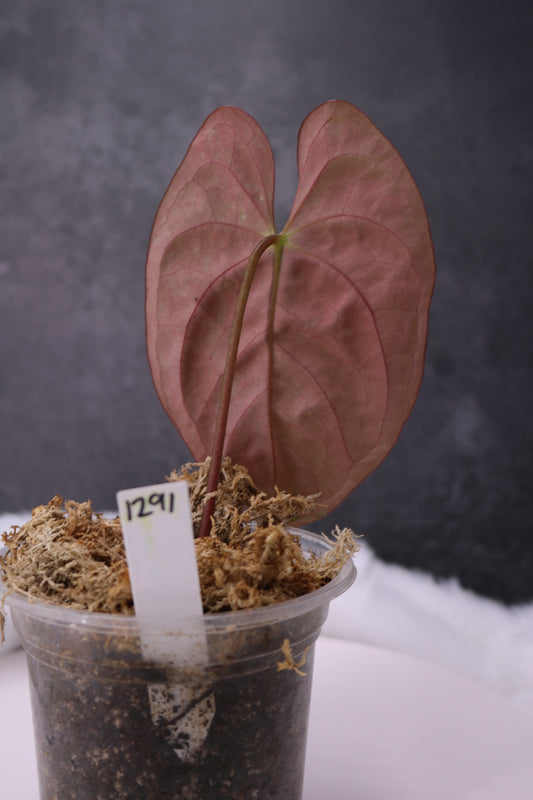 Anthurium Papillilaminum