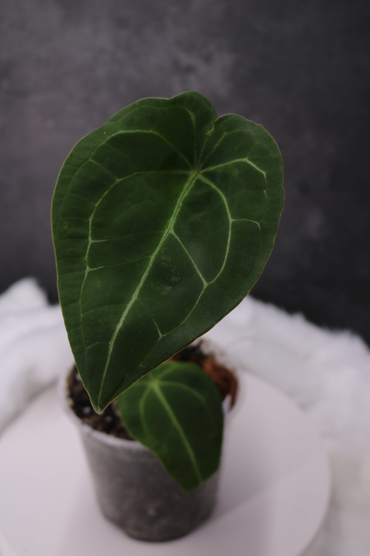 Anthurium Forgetii