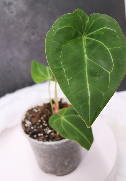 Anthurium Forgetii