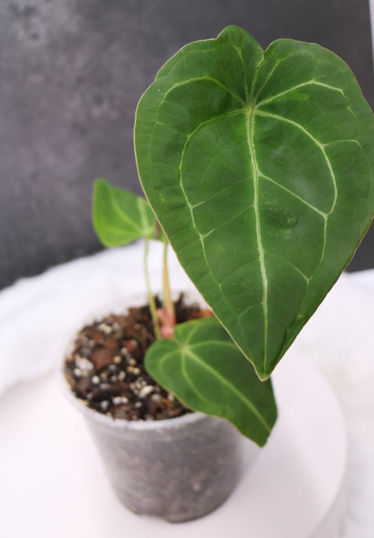 Anthurium Forgetii