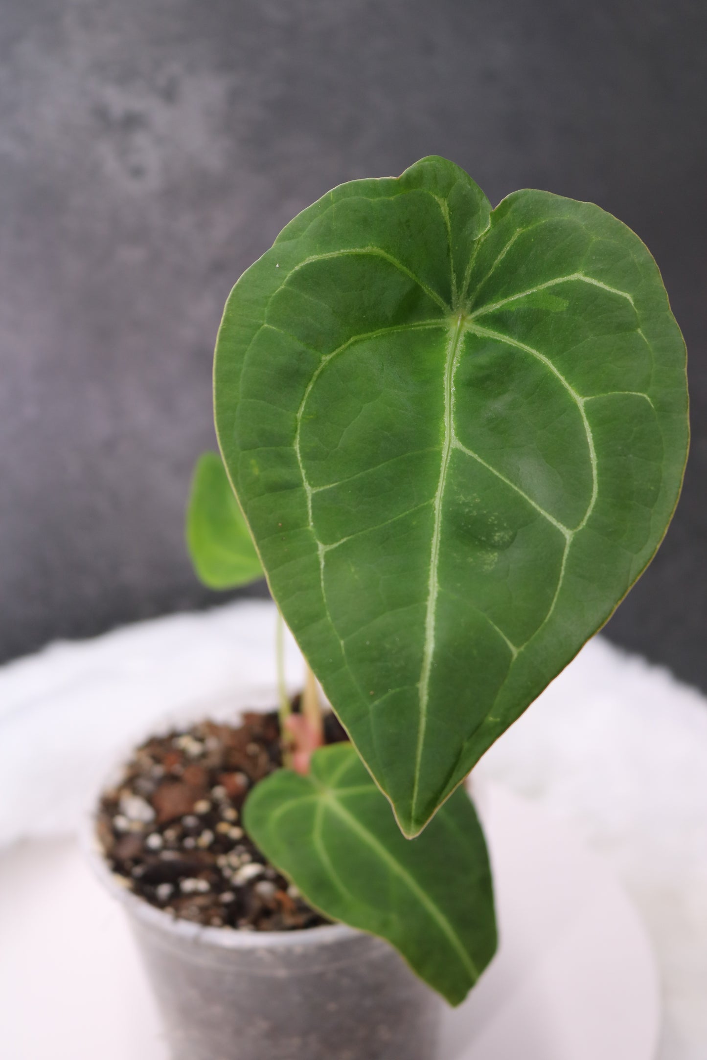 Anthurium Forgetii
