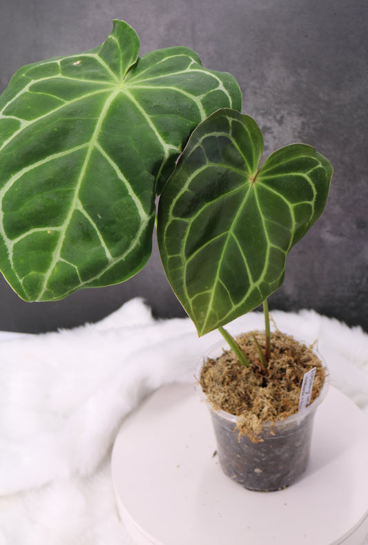 Anthurium Crystallium Variegated 'Antioquia' Hybrid