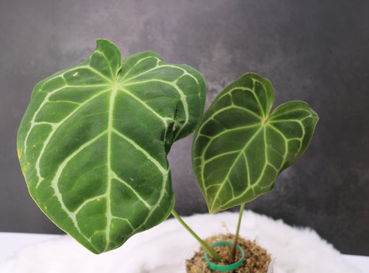 Anthurium Crystallium Variegated 'Antioquia' Hybrid