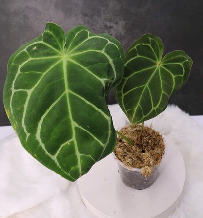 Anthurium Crystallium Variegated 'Antioquia' Hybrid