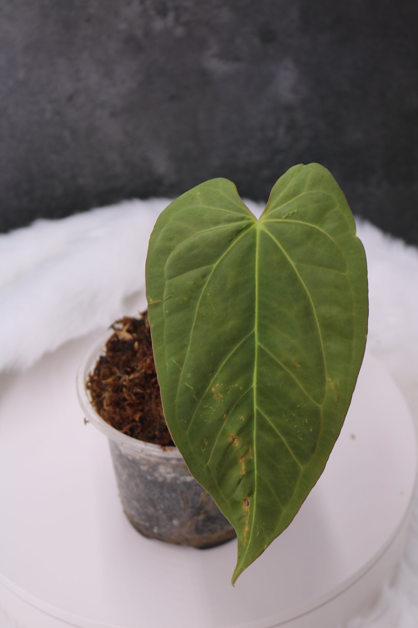Anthurium Tezula Velvet Giant x