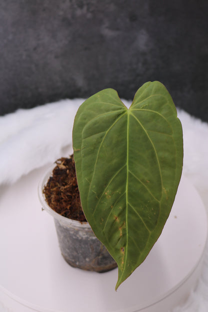 Anthurium Tezula Velvet Giant x