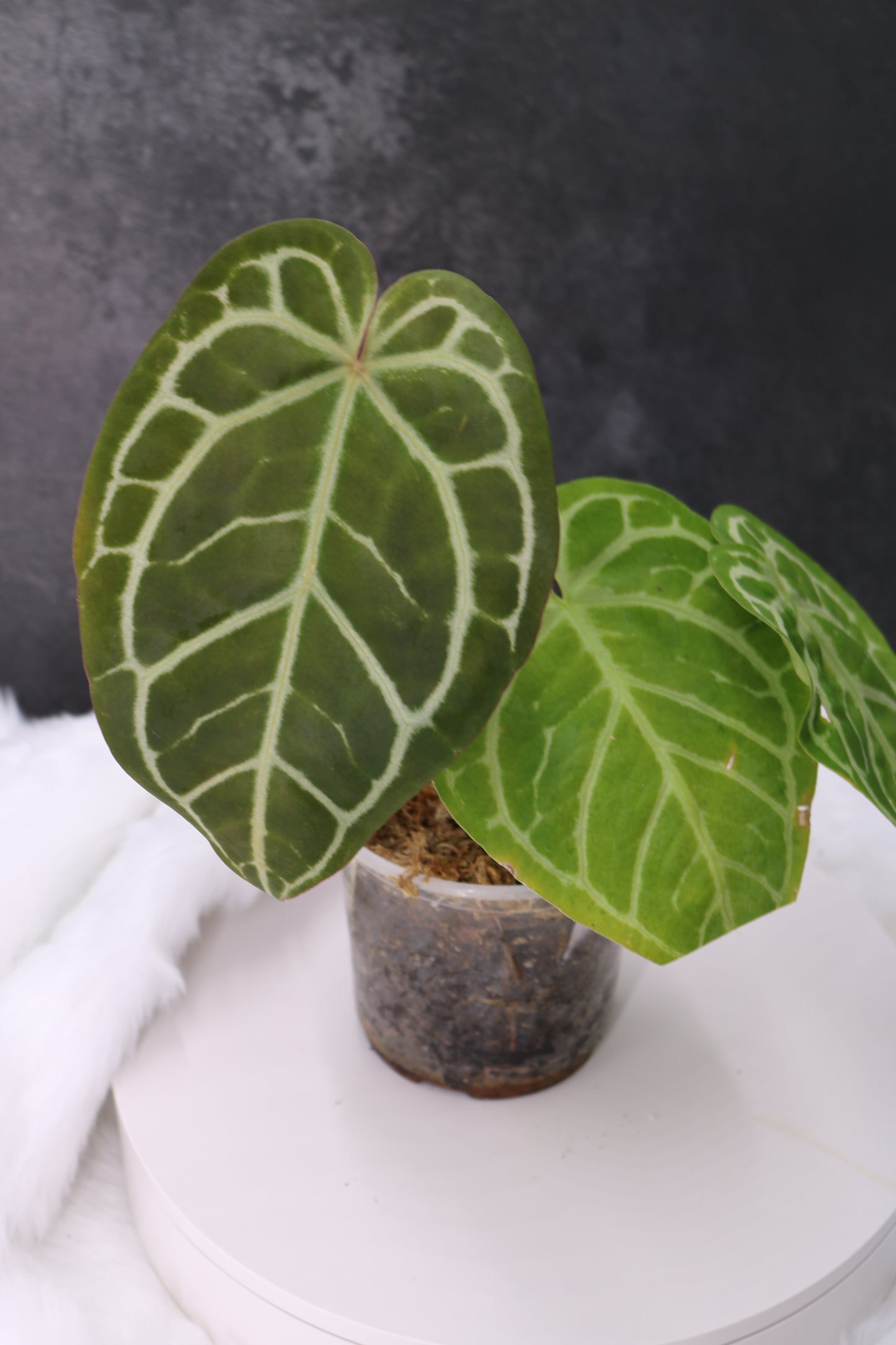 Anthurium Zara x Michelle