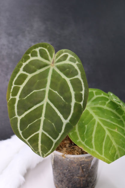 Anthurium Zara x Michelle