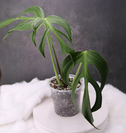Monstera Blur Marx Flame