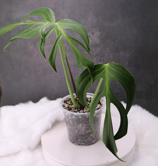Monstera Blur Marx Flame
