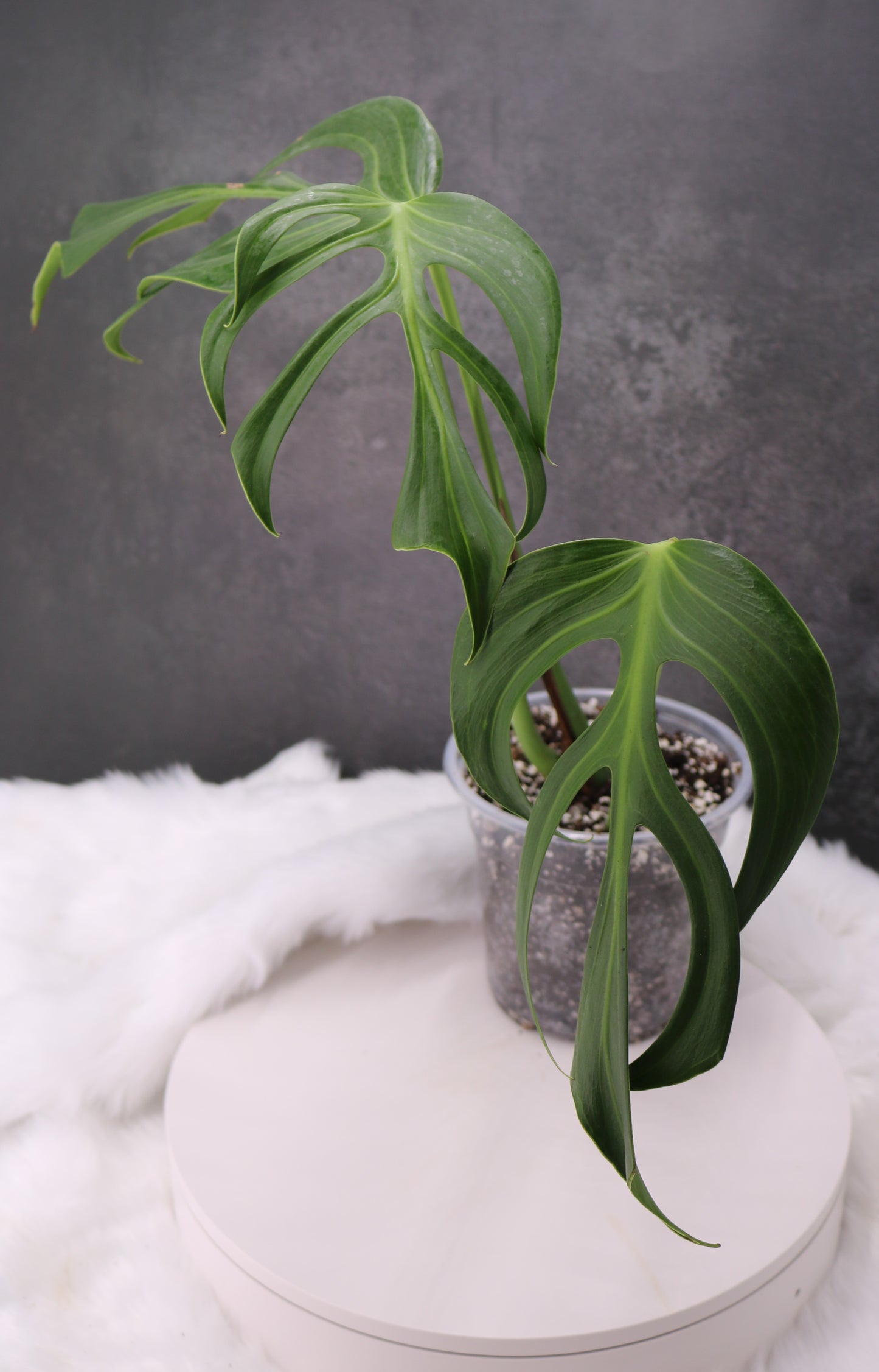 Monstera Blur Marx Flame