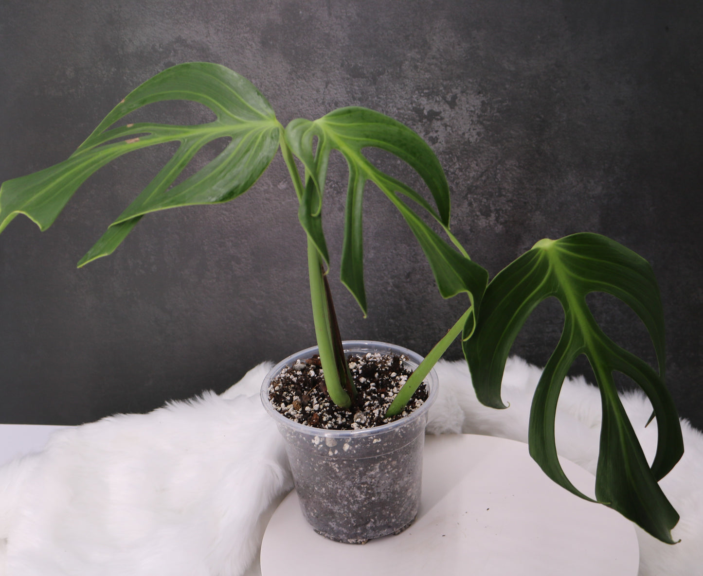 Monstera Blur Marx Flame
