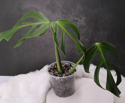 Monstera Blur Marx Flame