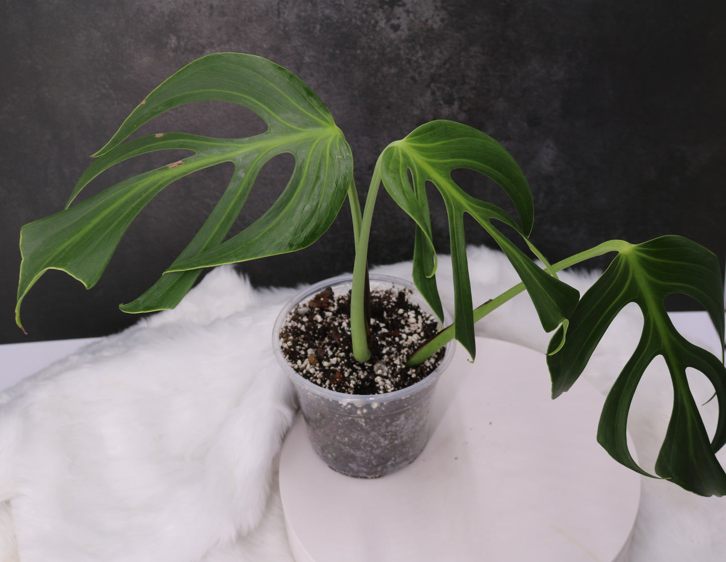 Monstera Blur Marx Flame