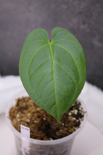 Anthurium SKG Grey x Pinkleyi