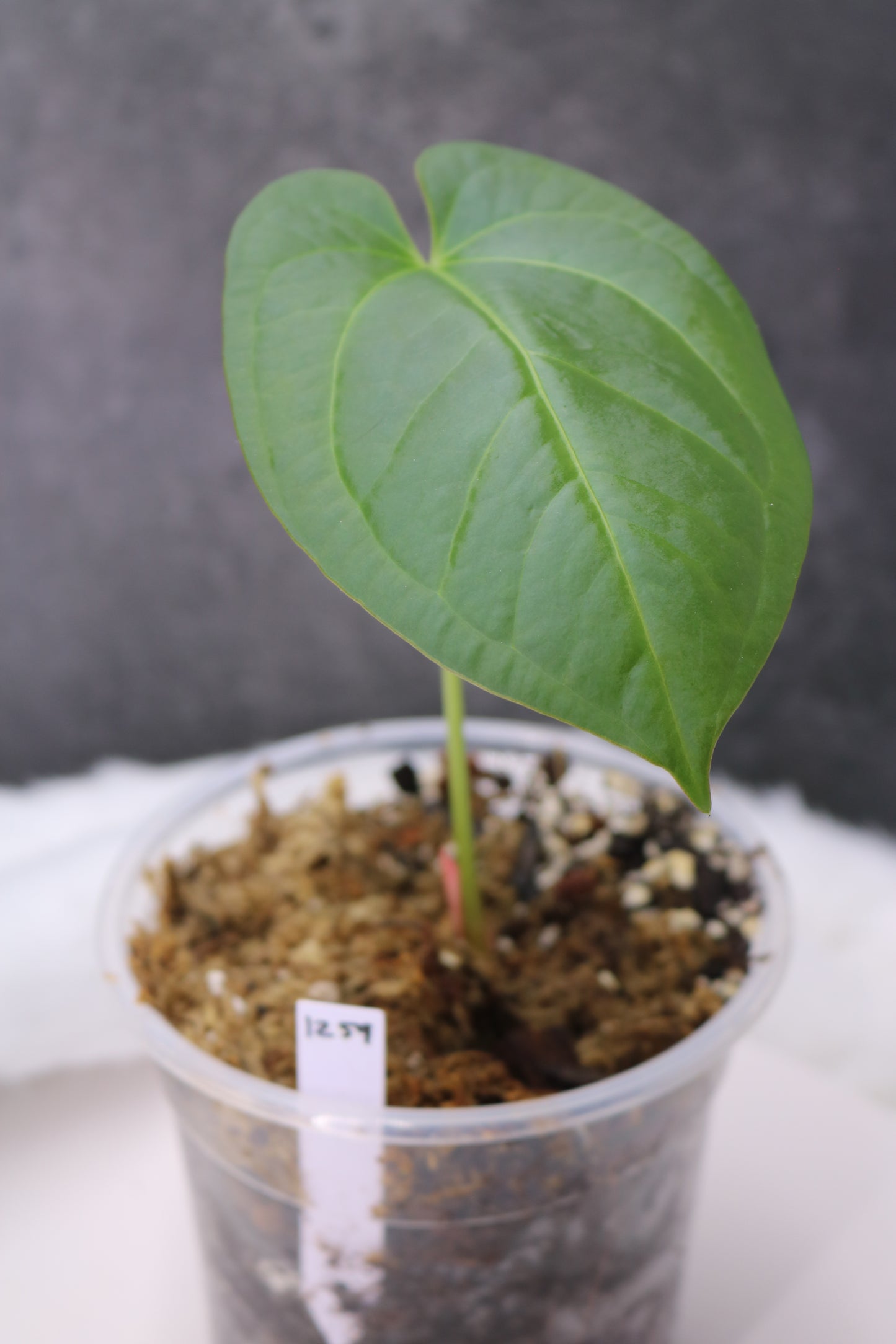 Anthurium SKG Grey x Pinkleyi