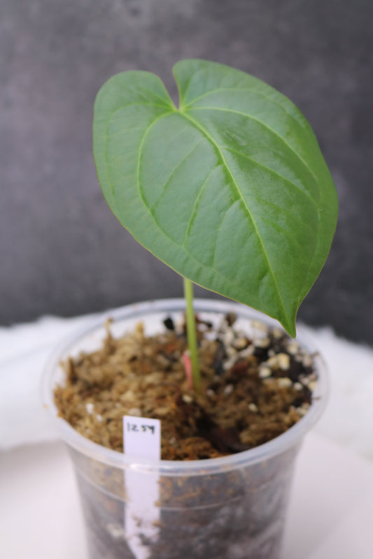 Anthurium SKG Grey x Pinkleyi