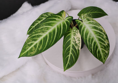 Xanthosoma Lindenii Variegated